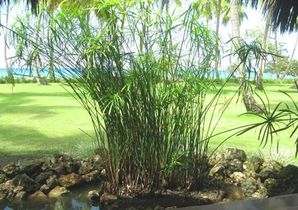 Beach House Walrus Jardin Beach House Walrus Jardin